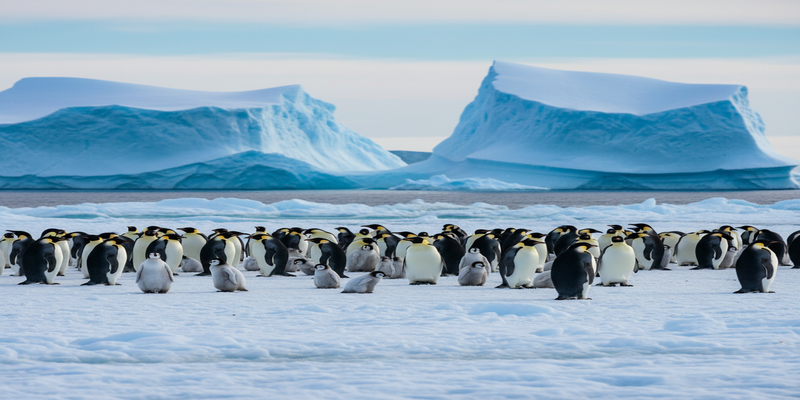 Penguin Quiz